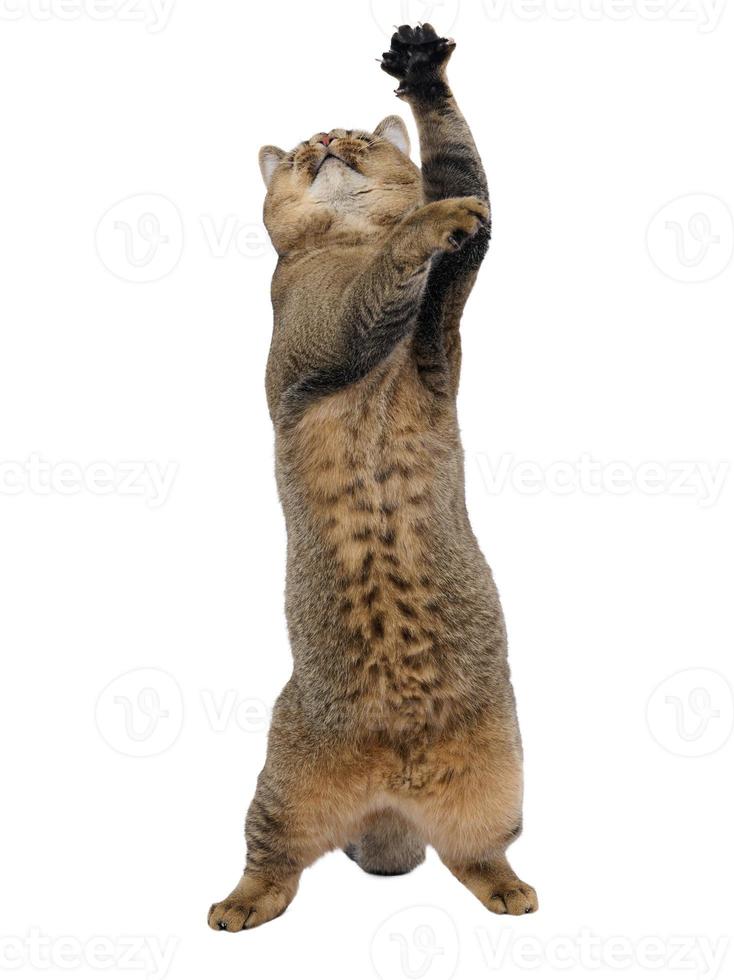 an adult gray cat of the Scottish straight-eared breed stood on its hind legs, its front paws were raised up. The animal is preparing to jump photo