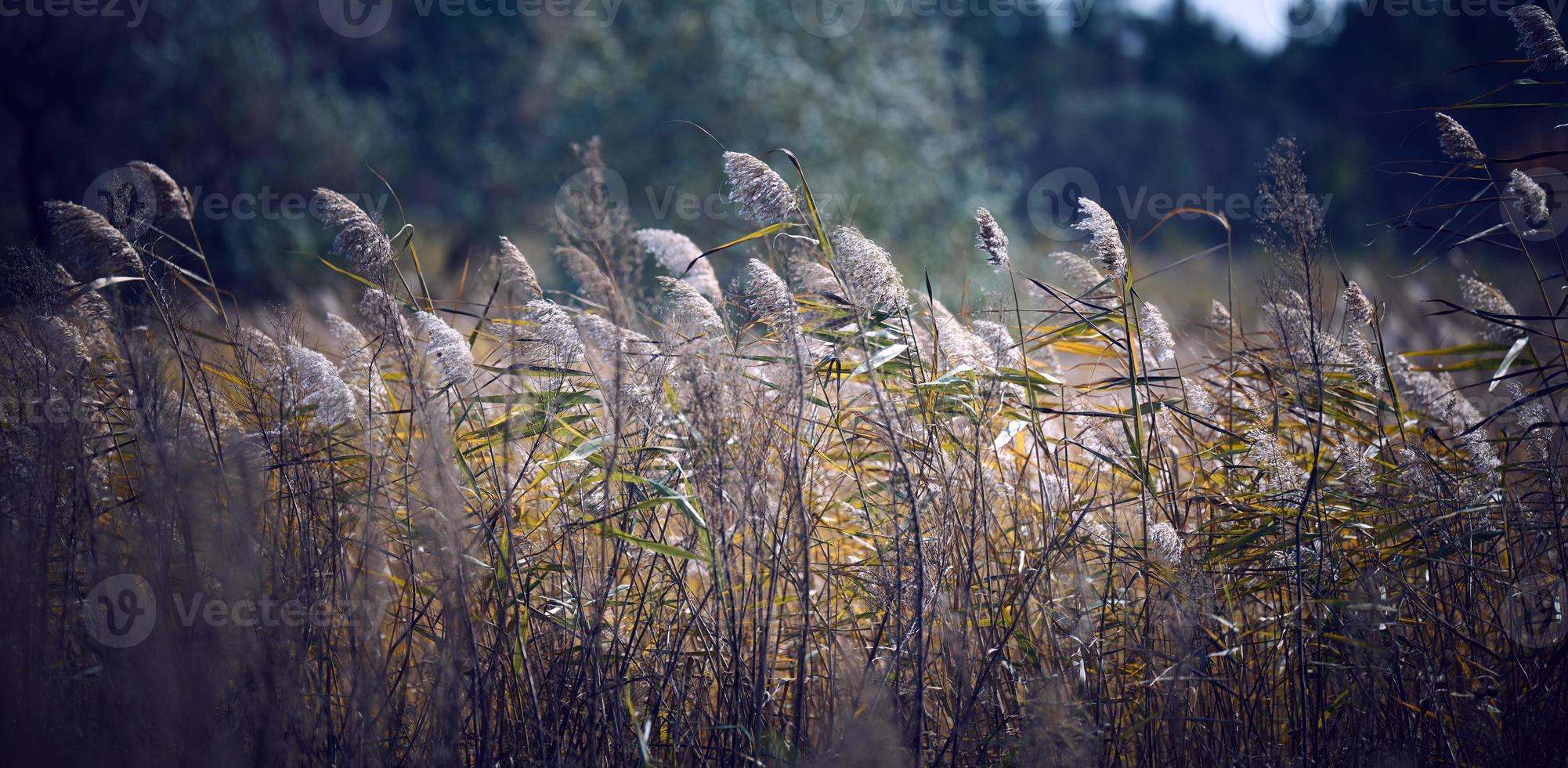 seco tallos de cañas a el estanque influencia en el viento en un otoño día, Ucrania foto