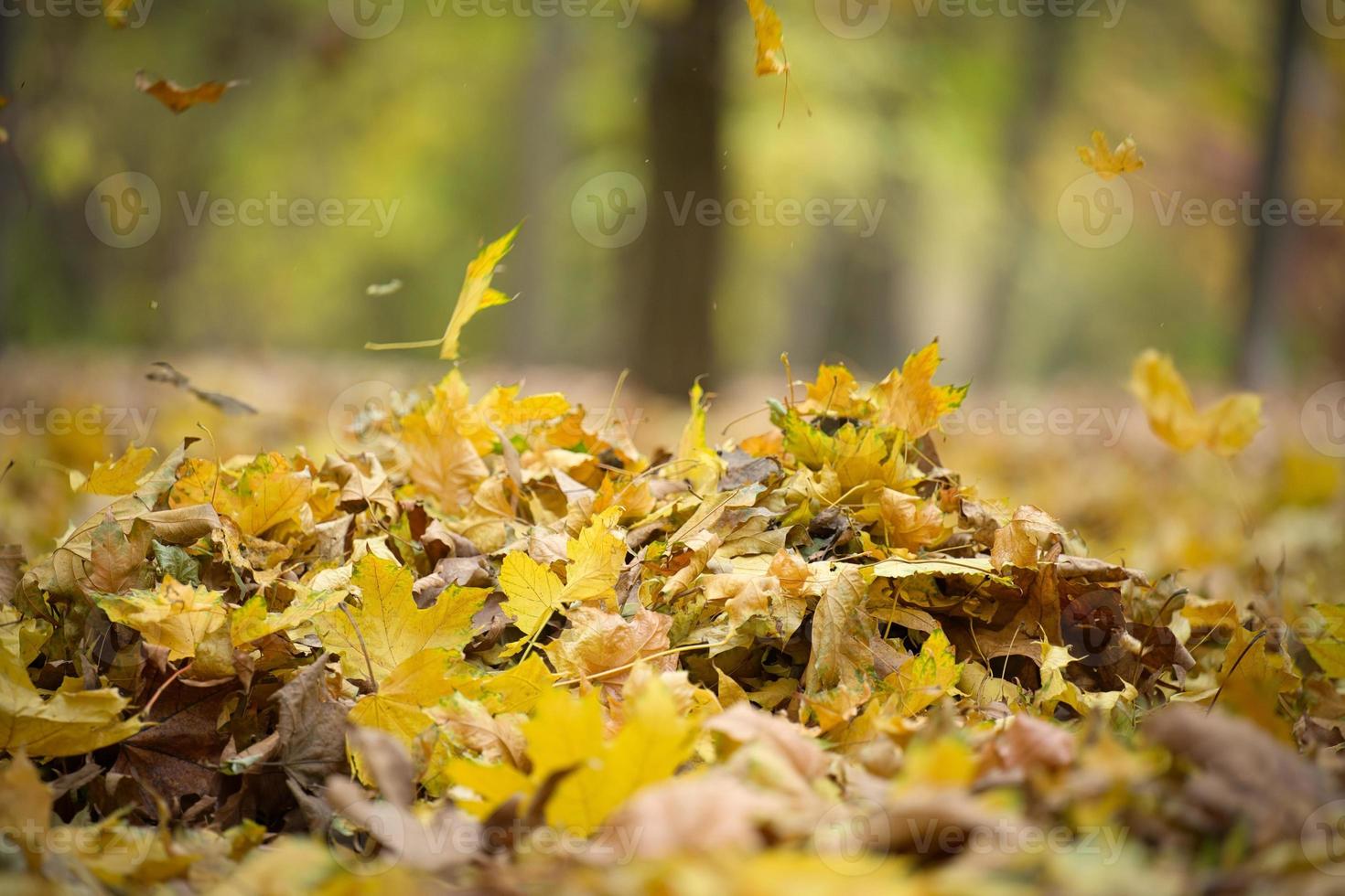 golden dry maple leaves circling in the air above the ground. Autumn landscape in the park photo