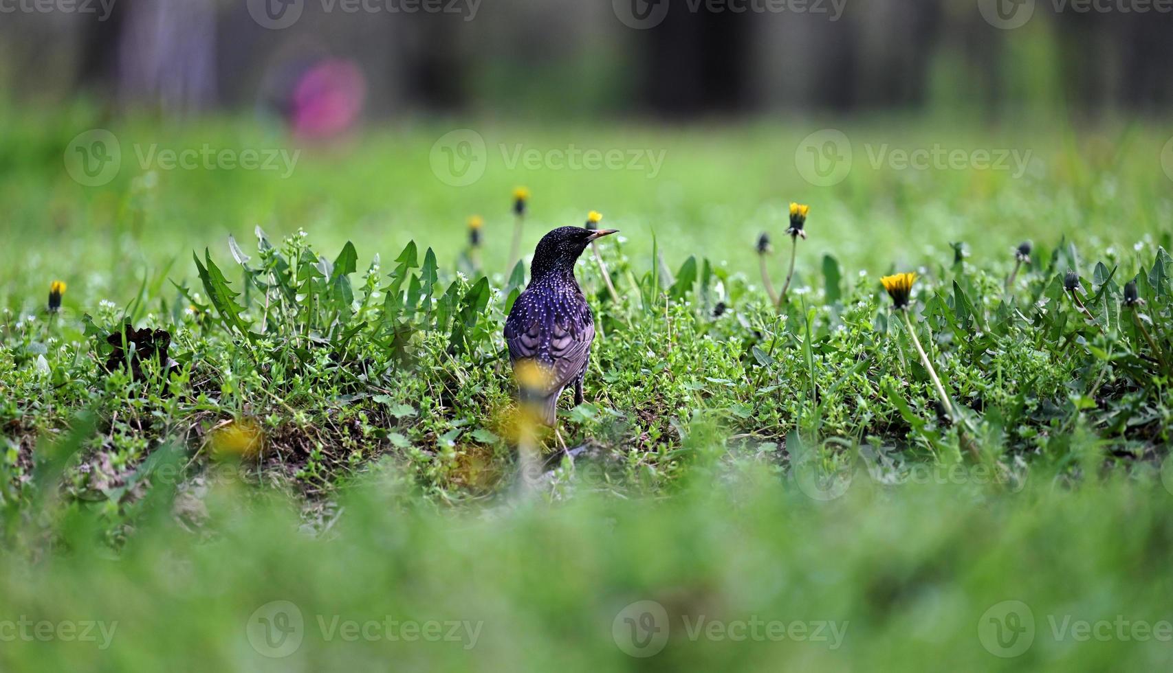 starling sits on the ground among green grass in the park on a spring day photo