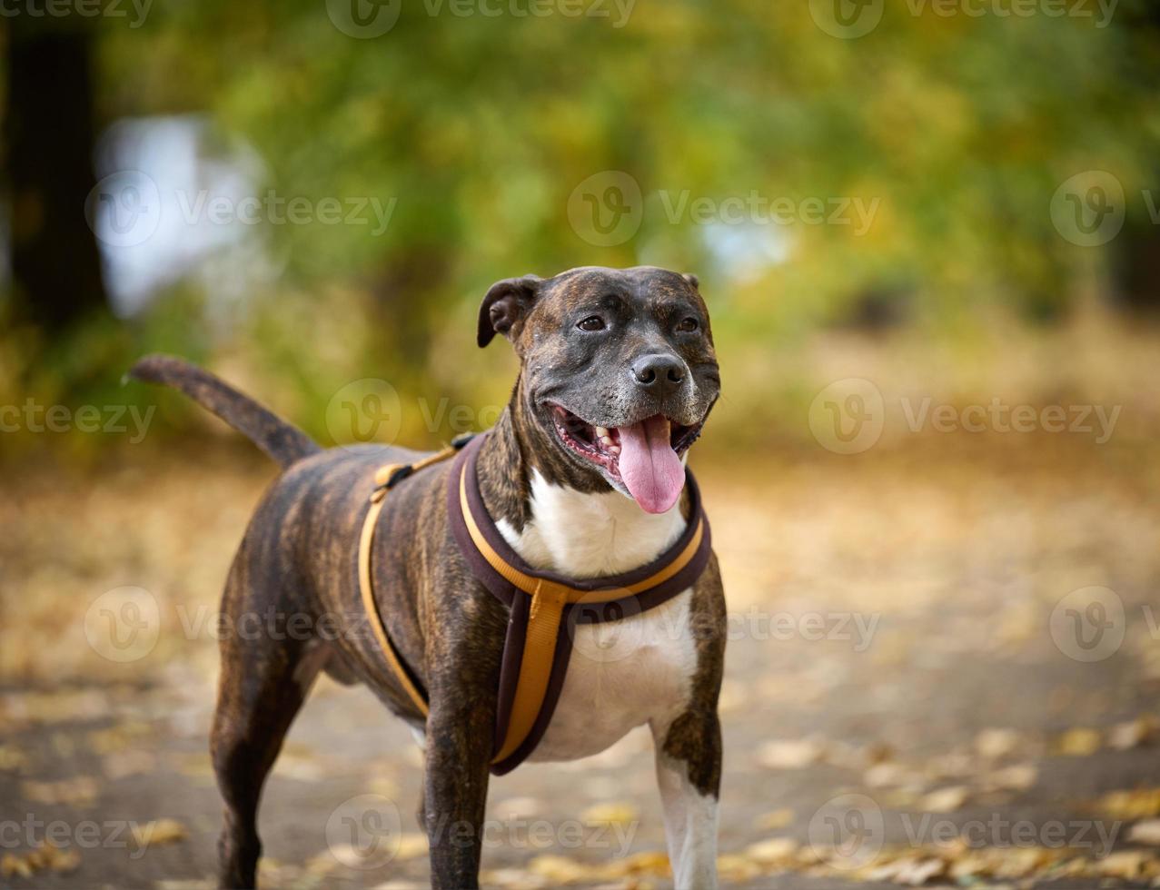 dog American pit bull terrier stands in the autumn park and looks at the camera. Tongue sticking out of the mouth, good dog photo