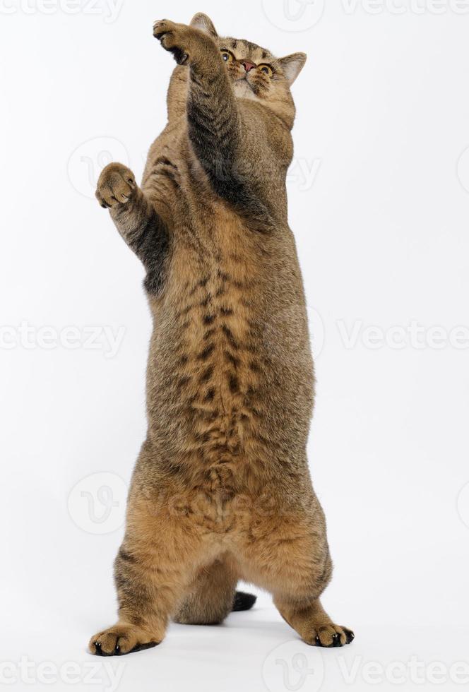 adult gray cat of the Scottish straight-eared breed stood on its hind legs, its front paws were raised up. The animal is preparing to jump photo