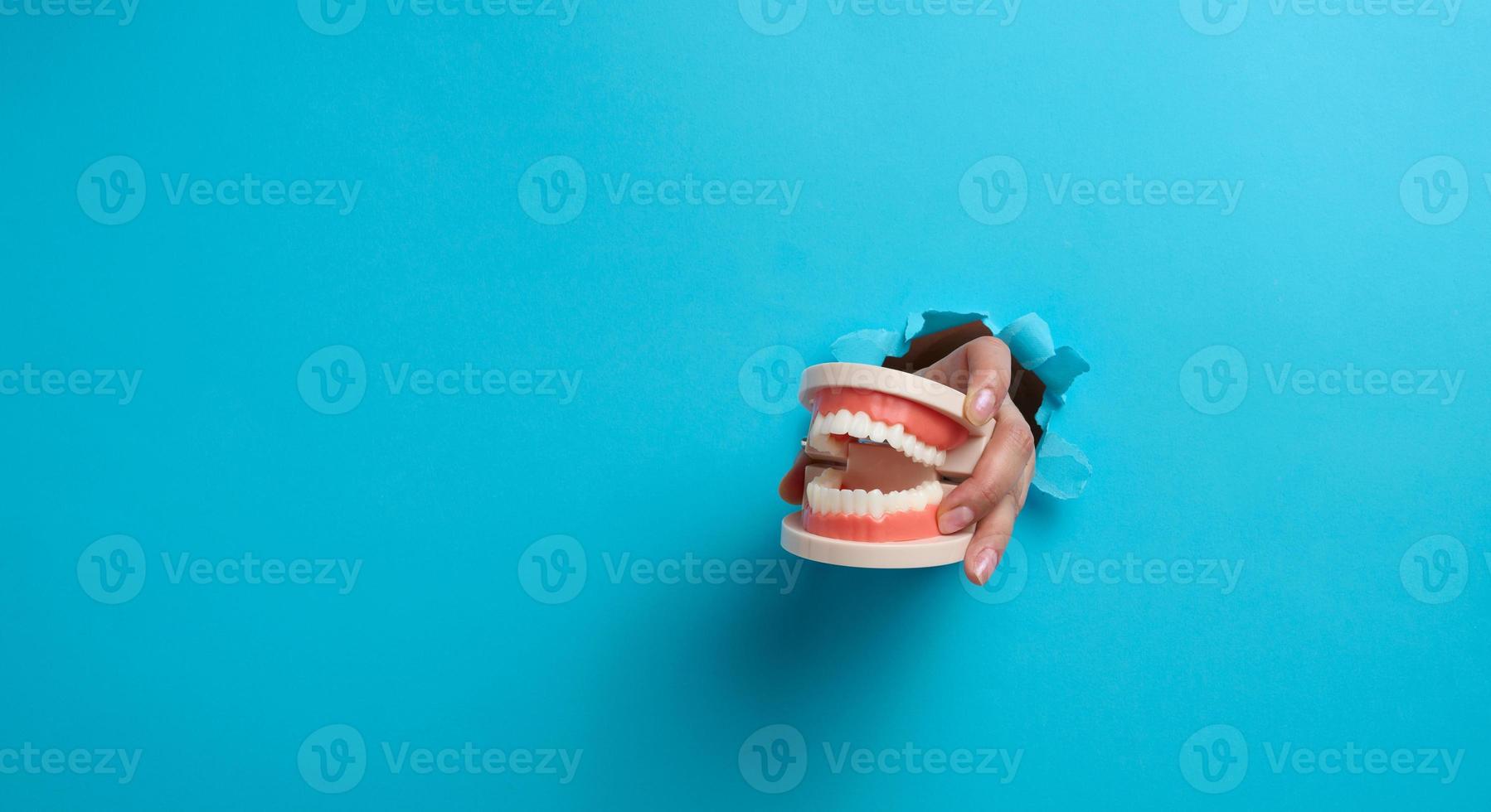 female hand holds a plastic human jaw with white even teeth on a blue background. Part of the body sticking out of a torn hole in the paper, banner. photo