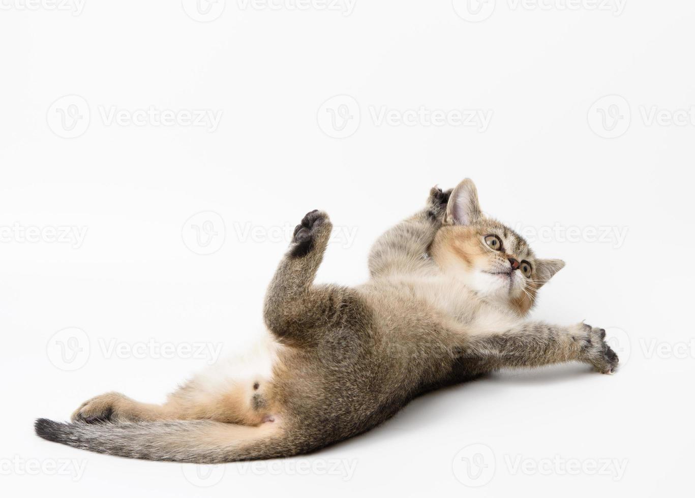 little kitten scottish chinchilla lies on a white background, cute animal plays photo
