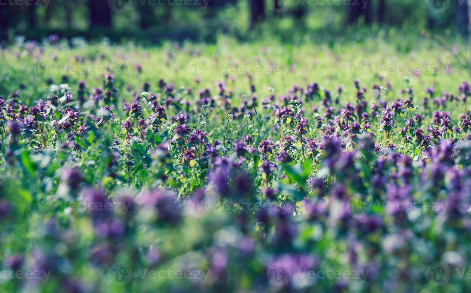 lawn with green lush grass and lilac flowers, park on a spring day photo