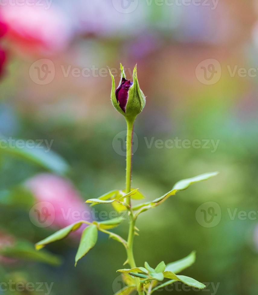 unblown red rose bud with green leaves in the garden photo