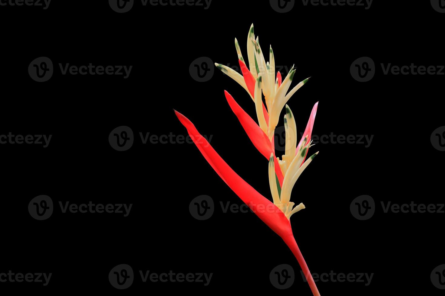 pájaro de paraíso hermosa rojo flor Strelitzia reginae aislado en negro antecedentes y recorte camino foto