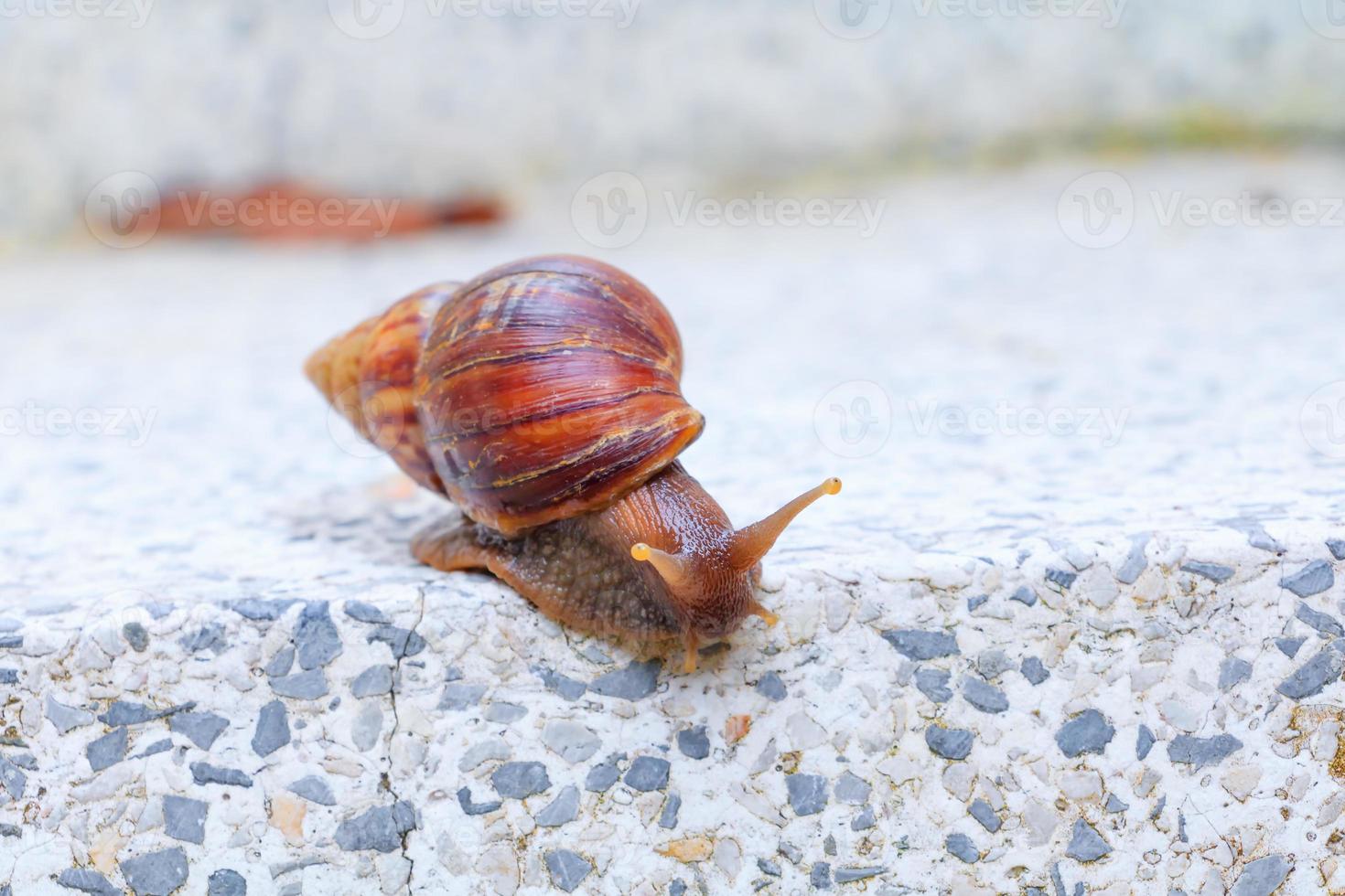 closeup snail isolated on white background and clipping path with copy space add text photo