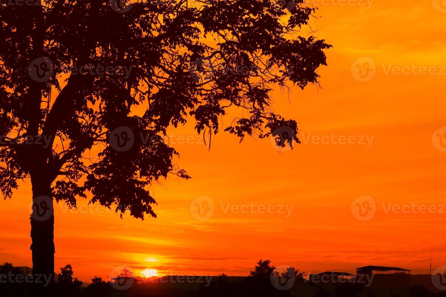 sunset beautiful colorful landscape and silhouette tree in sky twilight time photo