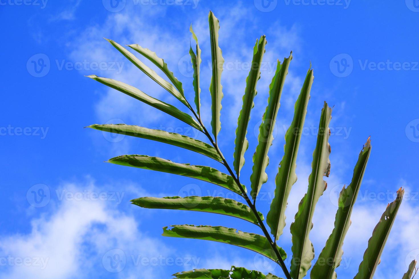 green leaves against on blue sky with copy space add text photo