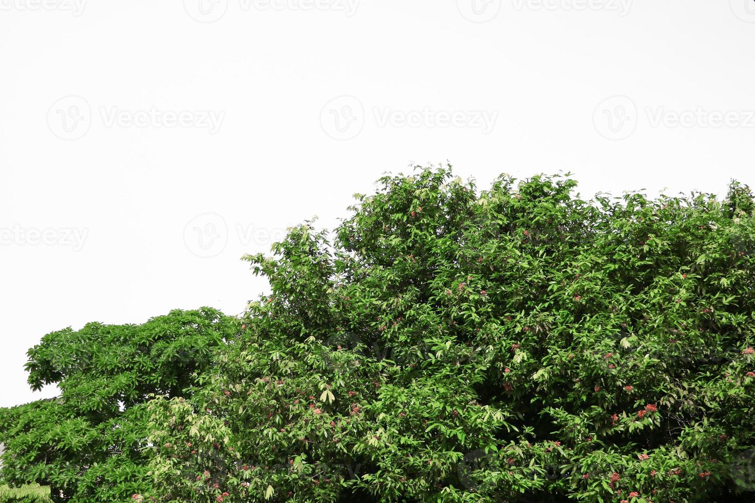 rama hoja de árbol hermosa en el bosque, fondo ver en blanco antecedentes foto