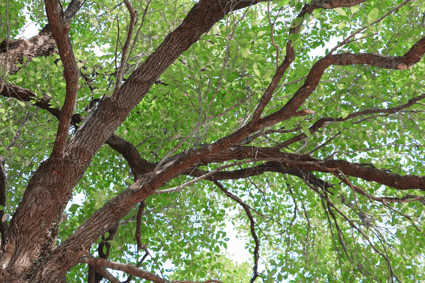 branch leaf of tree beautiful in the forest, bottom view on white background photo