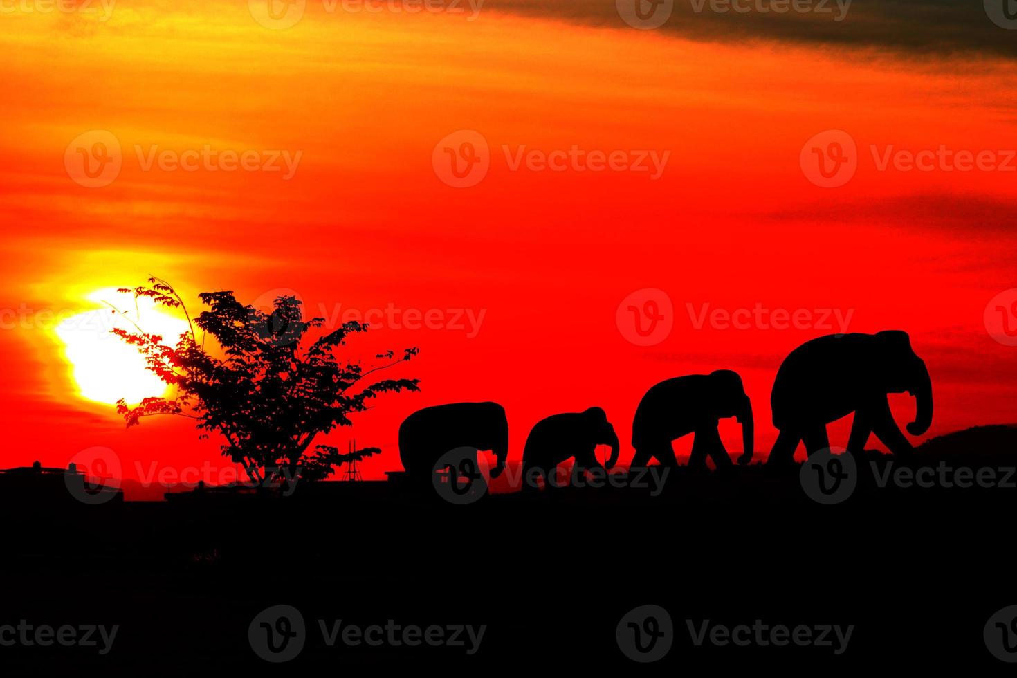 silhouette elephant family herd animals wildlife evacuate walking in twilight sunset beautiful background. with copy space add text photo