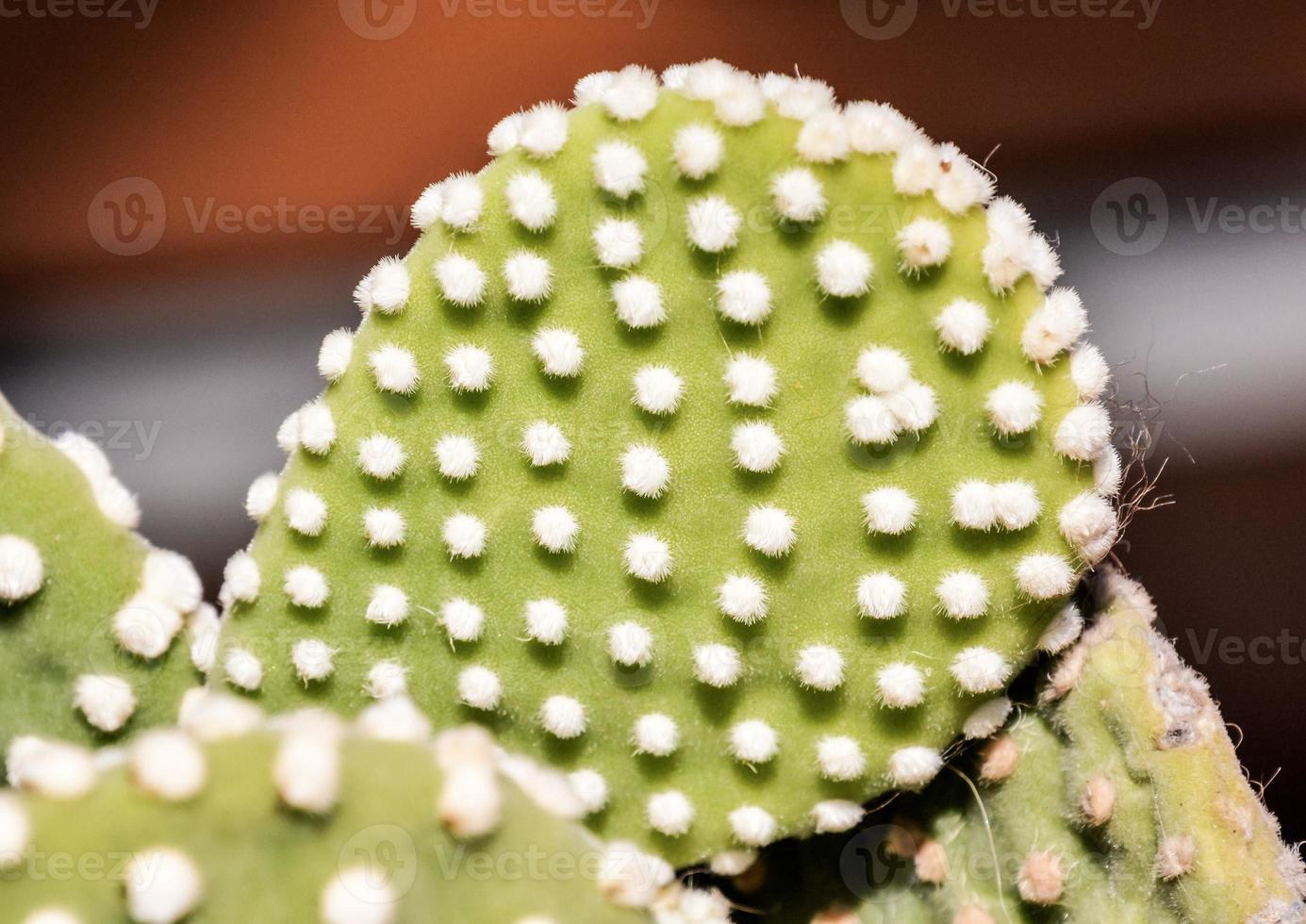 Small cactus close up photo
