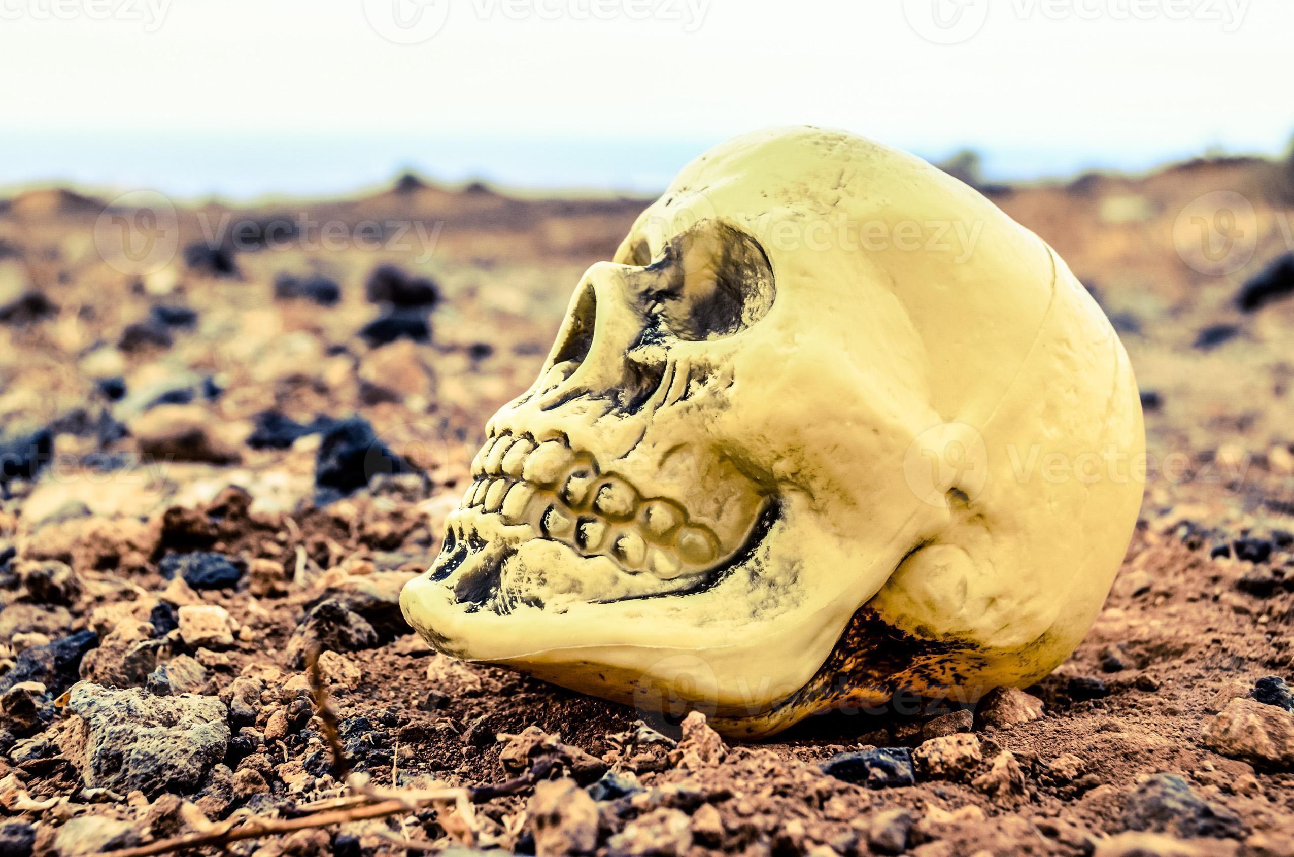 Fake skull in the dirt 19624492 Stock Photo at Vecteezy