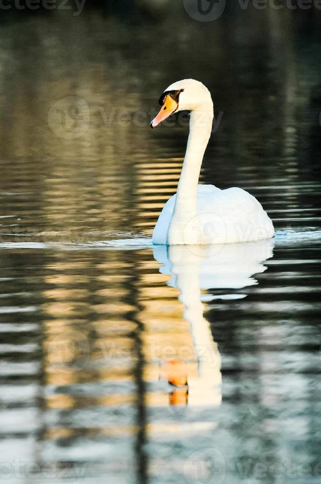 de cerca de un cisne nadando foto