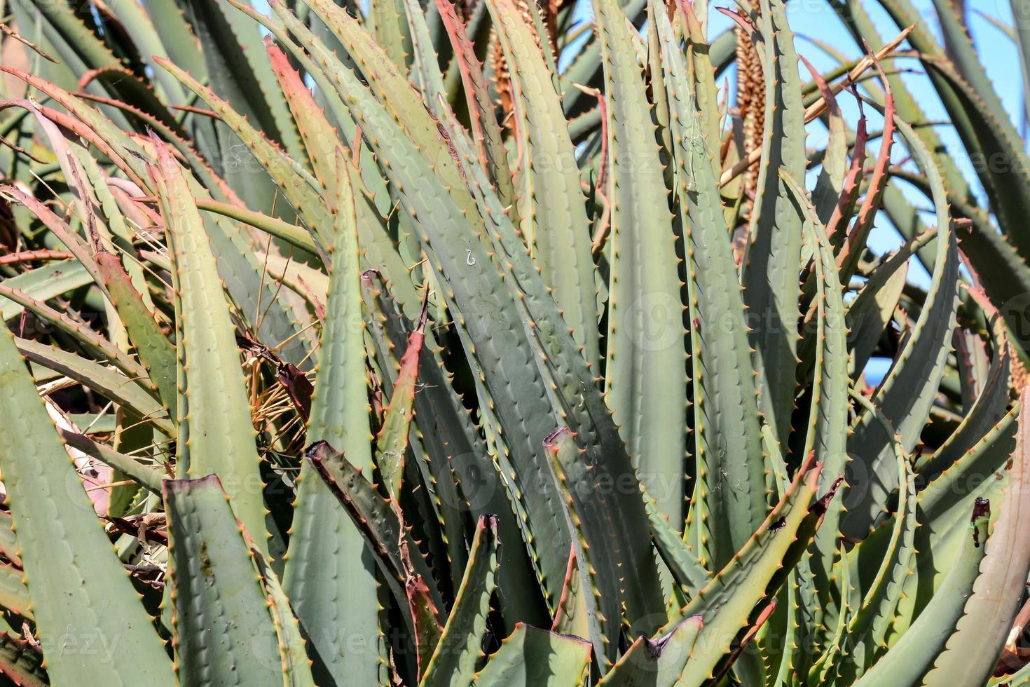 Cactus bush close up photo