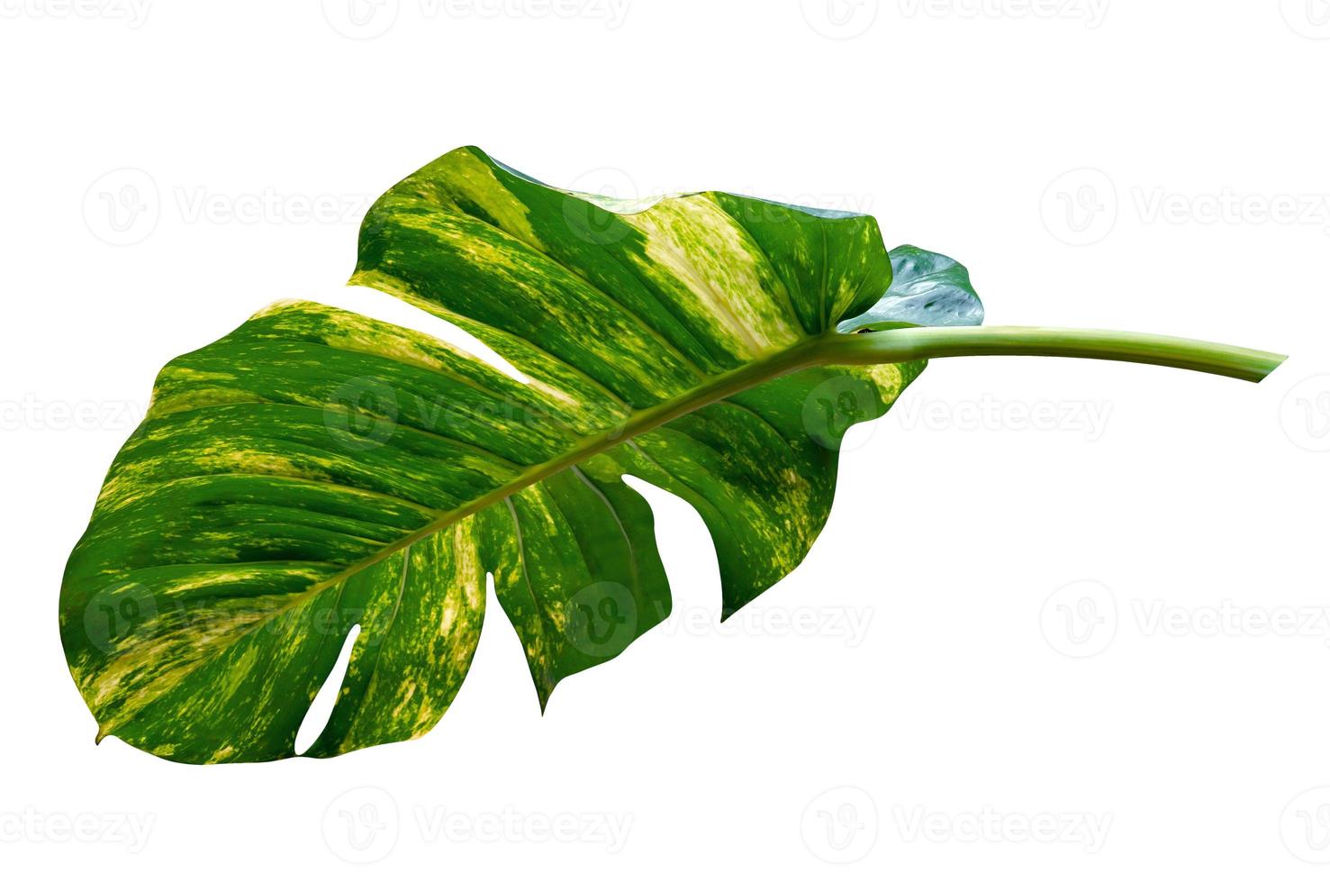 green leaves pattern of Epipremnum aureum foliage isolated on white background,leaf exotic tropical,include clipping path,Devil's ivy, Golden pothos photo