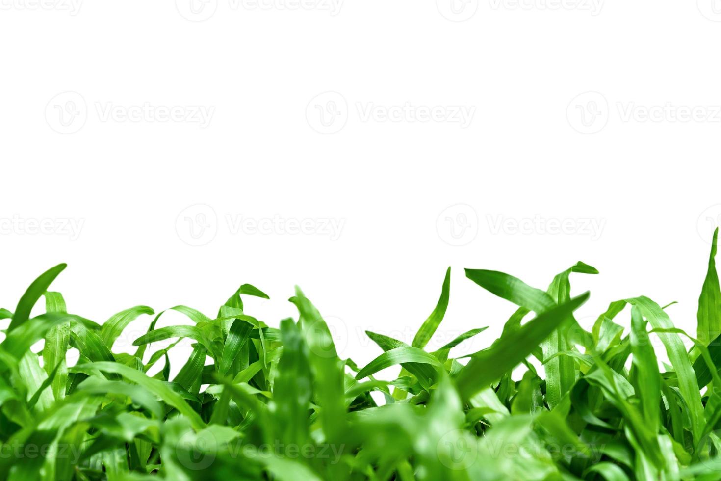 Green leaves pattern,leaf grass tree isolated on white background with copy space photo