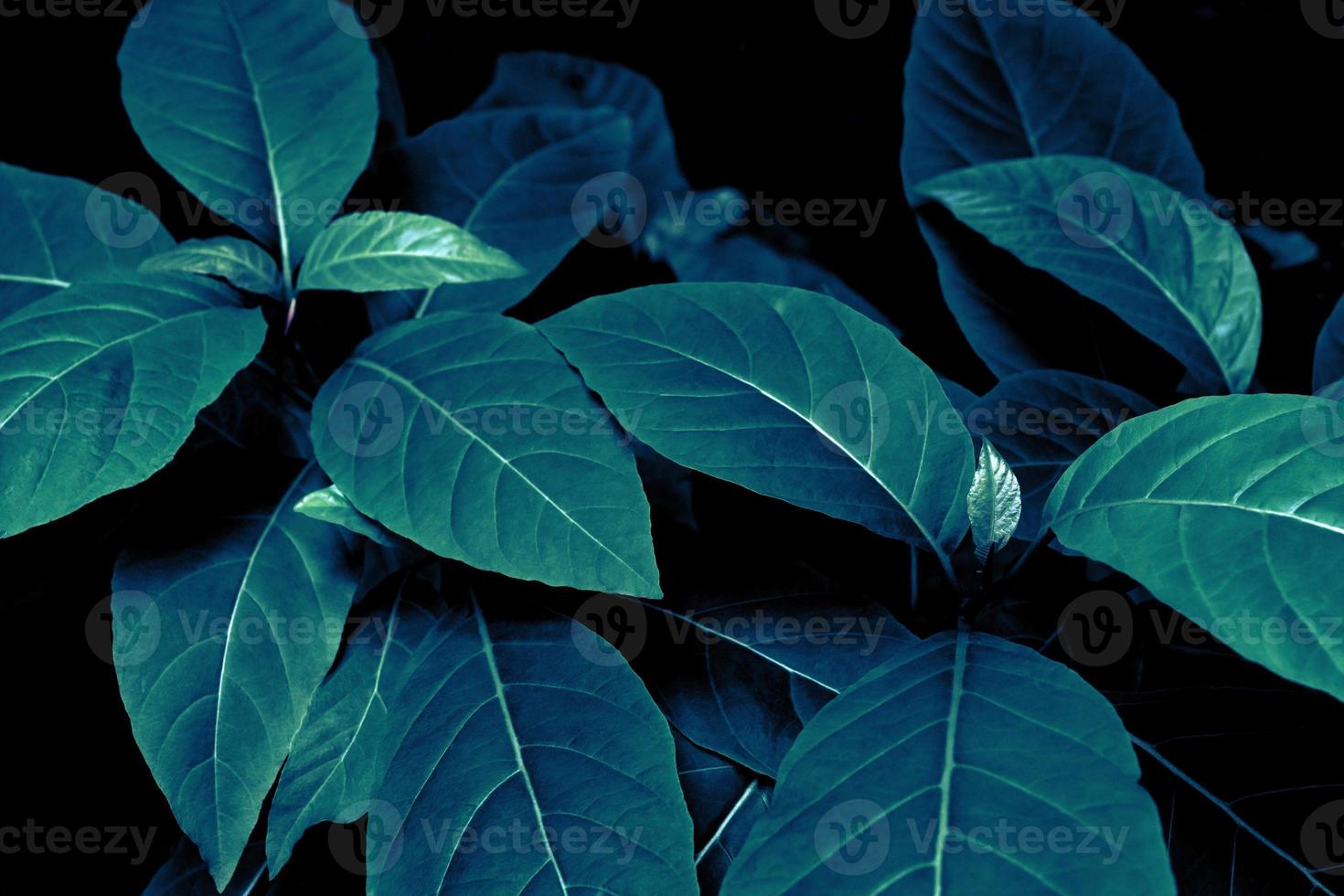 Green leaves pattern for nature concept,leaf textured background photo
