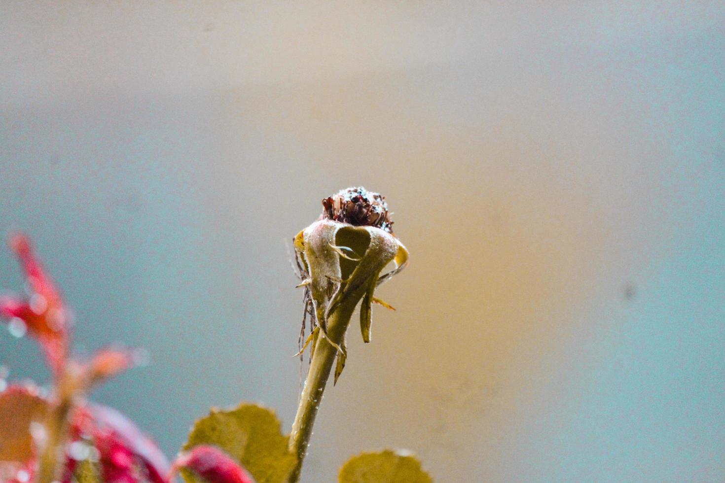 un encantador foto de verde plantas tomado durante el día