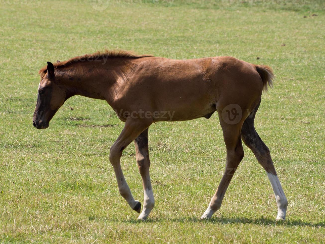 horses in the german munsterland photo