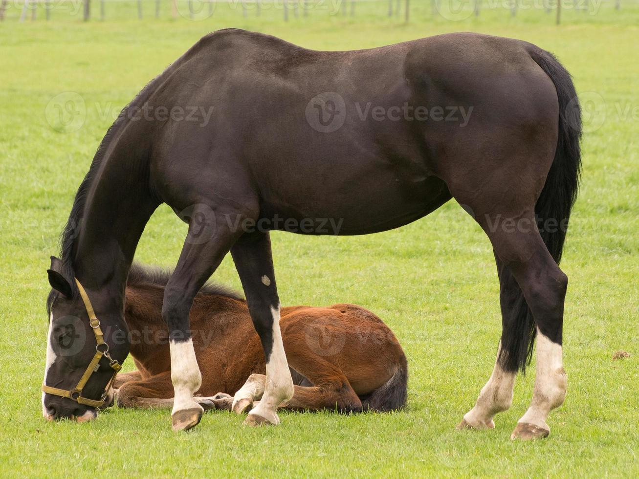 foales and horses in germany photo