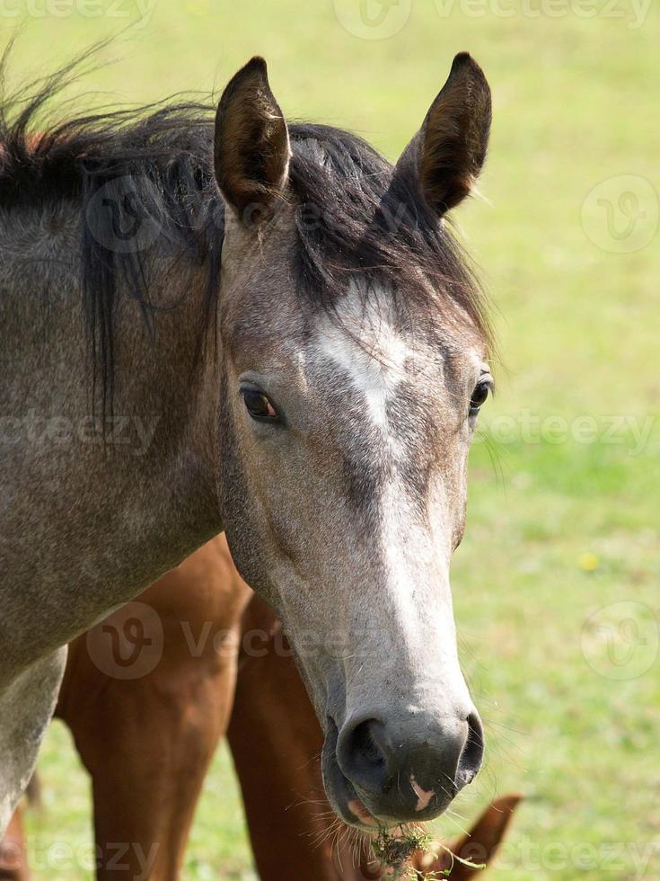 Horses in westphalia photo