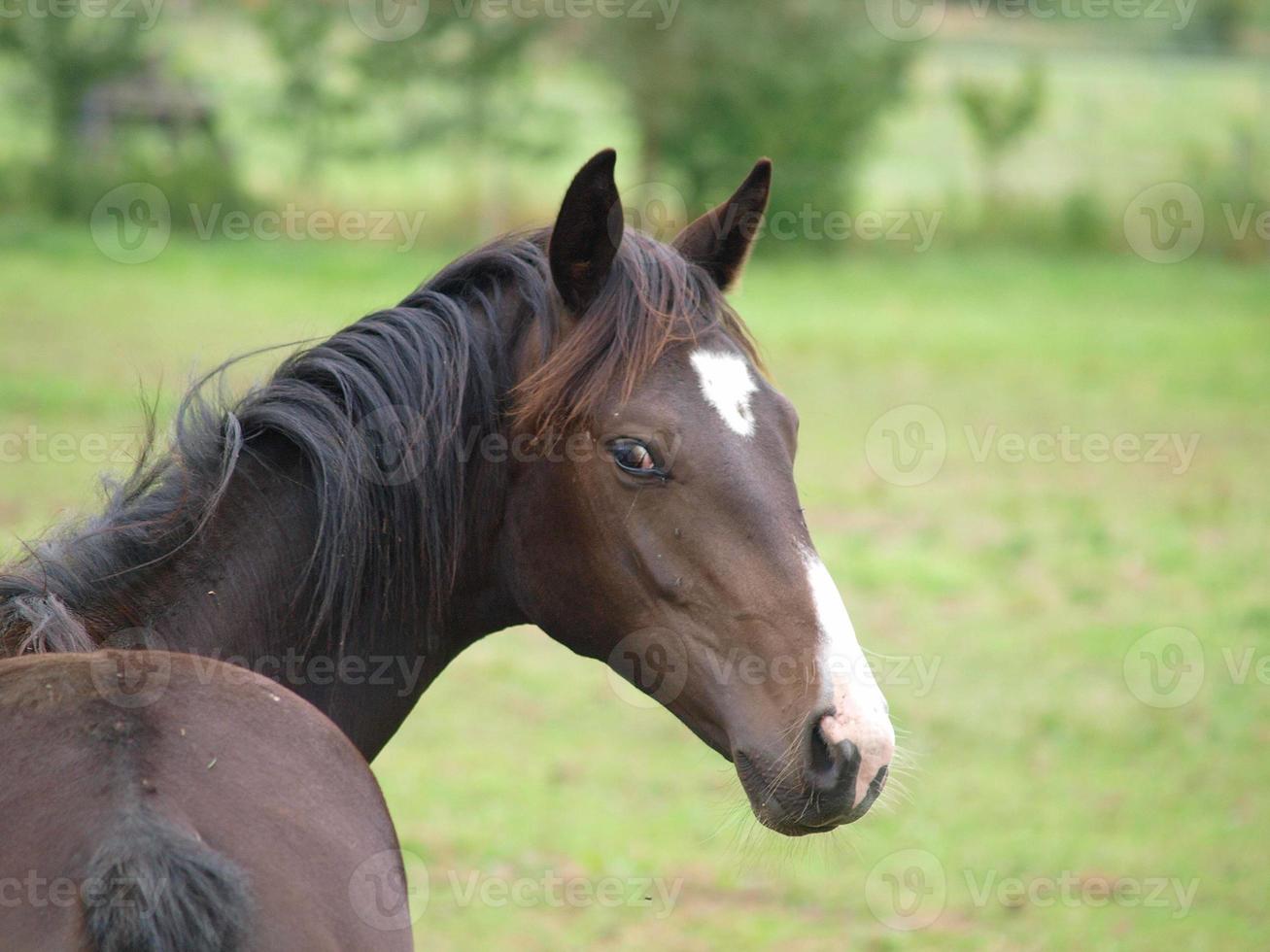 foales and horses in germany photo