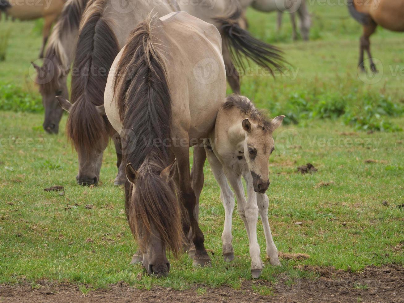 horses and foals in germany photo