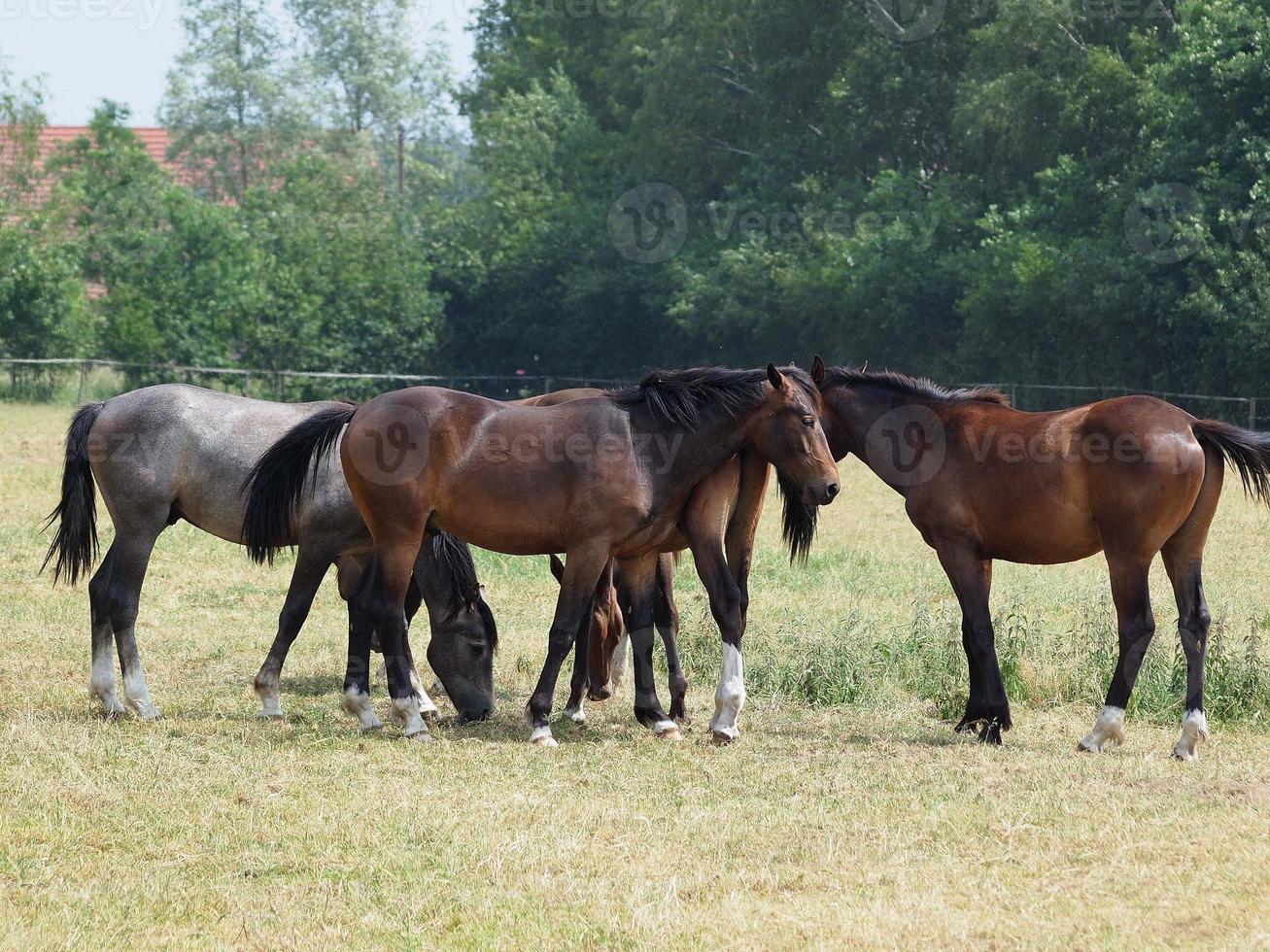 Horses in westphalia photo