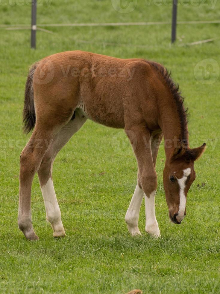 foales and horses in germany photo