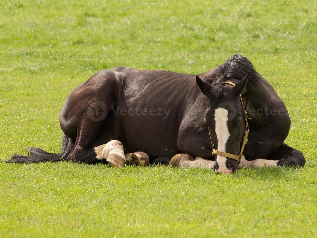 horsea and foals photo