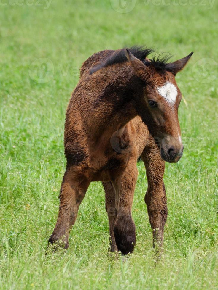 horses  at spring time in germany photo