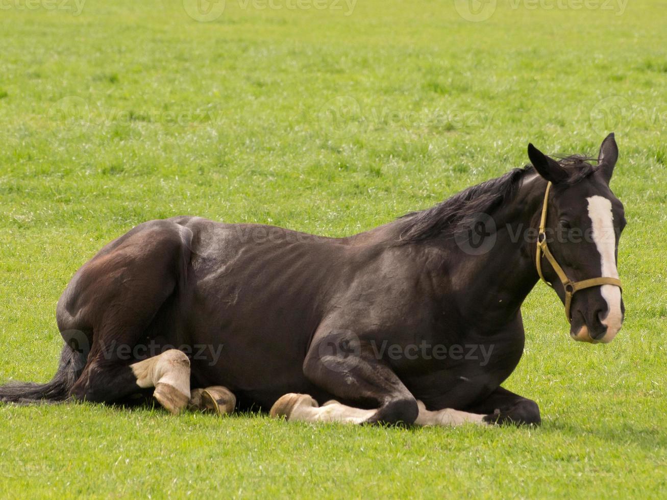 horsea and foals photo