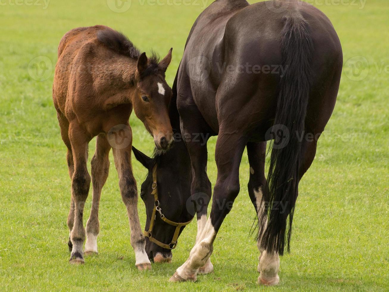 Horses on a german meadow photo
