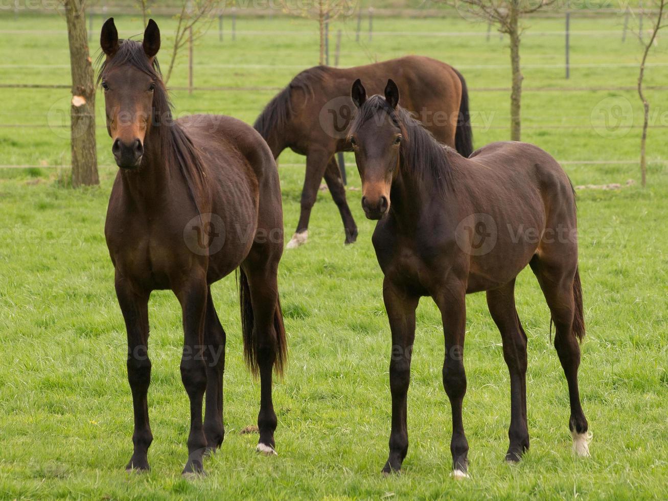horsea and foals photo