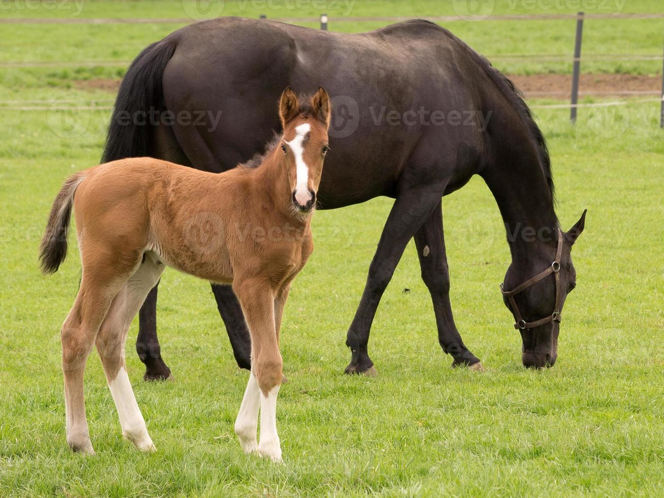 horses on a german meadow photo