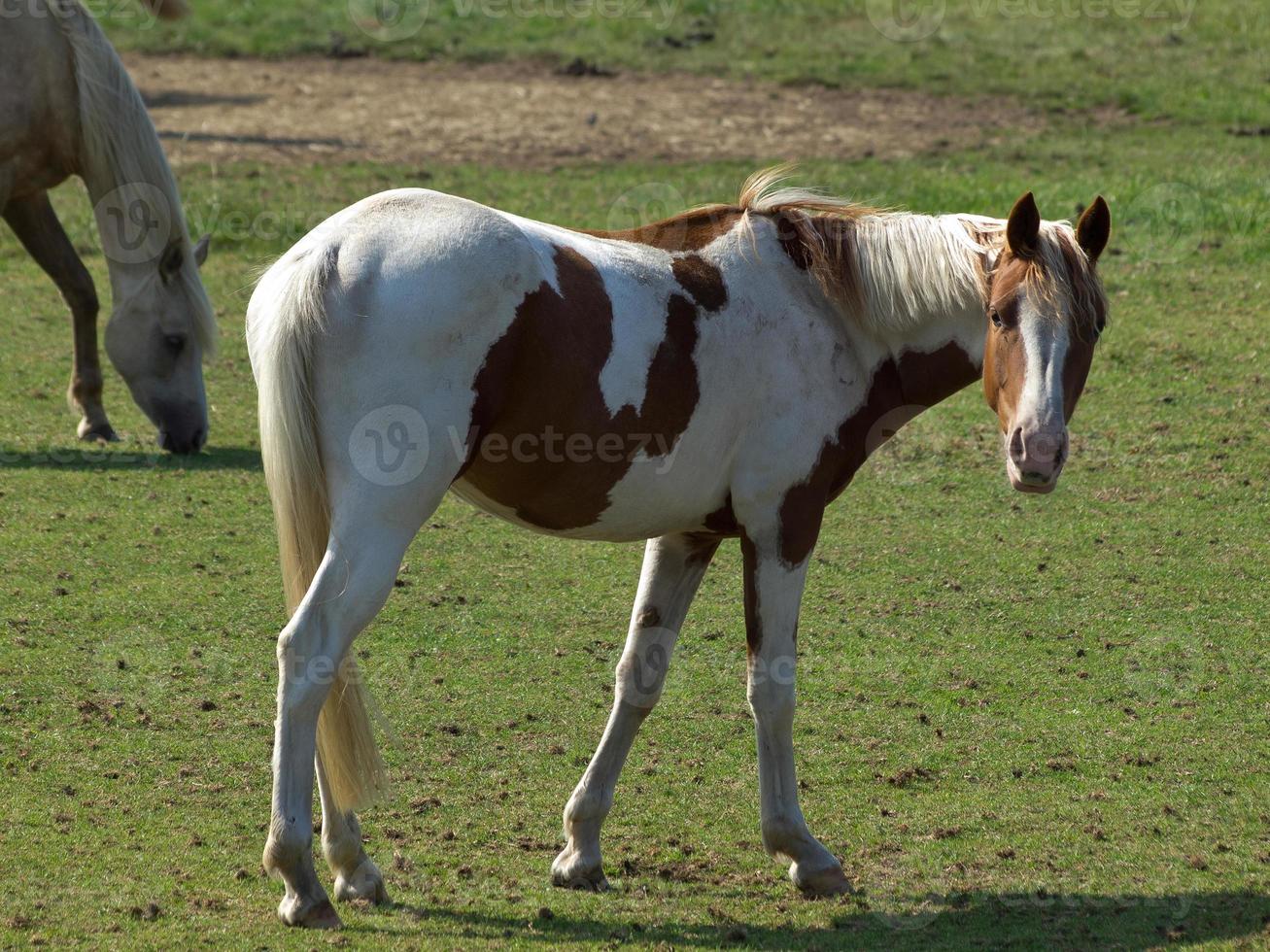 caballos en un campo en Alemania foto