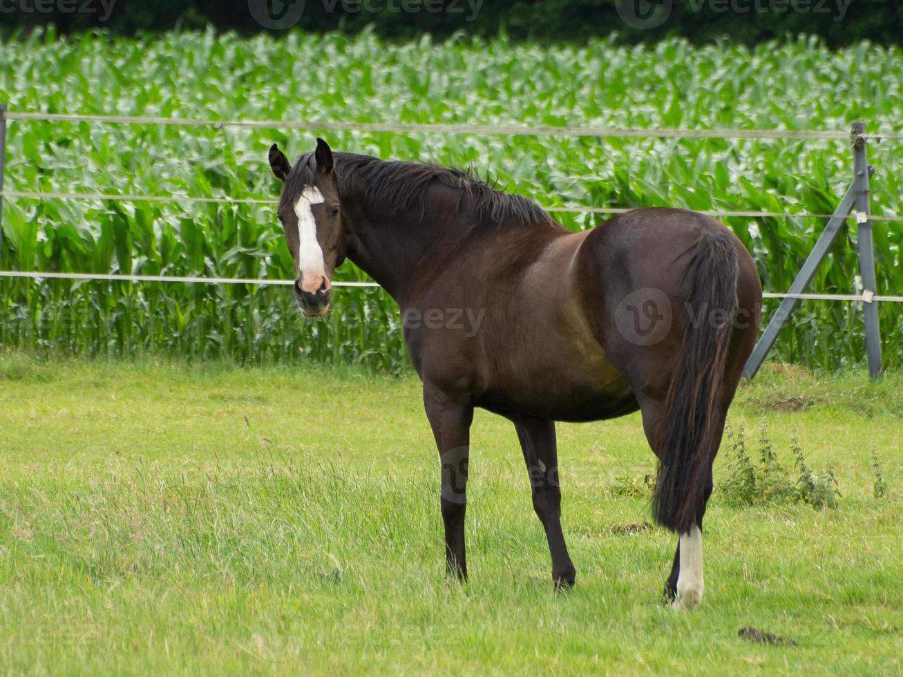 caballoa y potros foto