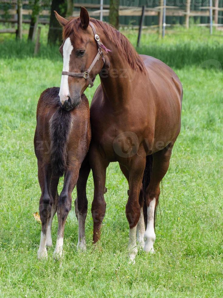 horses  at spring time in germany photo