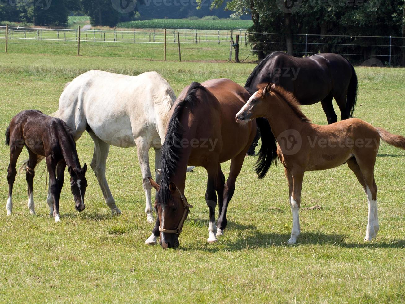 caballos en el alemán Munsterland foto