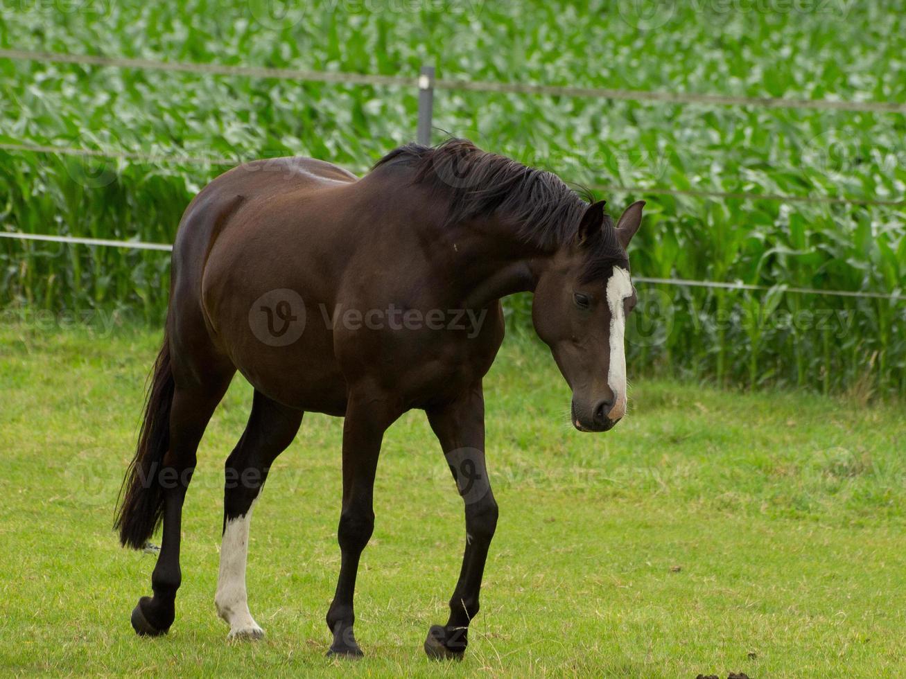 horses on a german meadow photo
