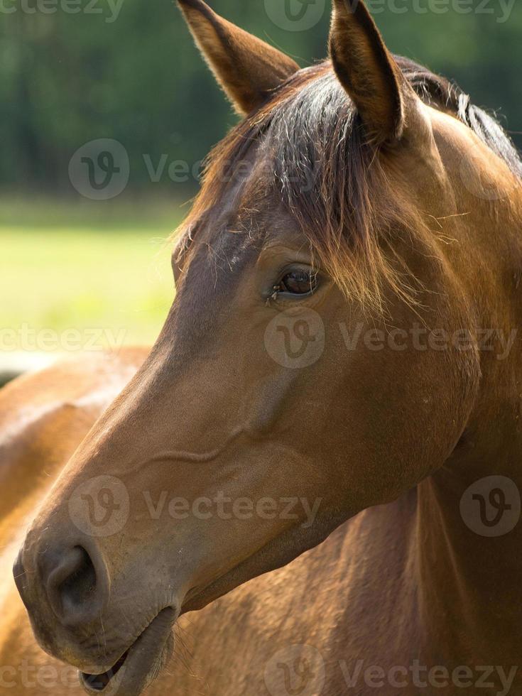 horses on a german meadow photo