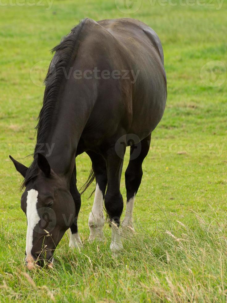 horses on a german meadow photo