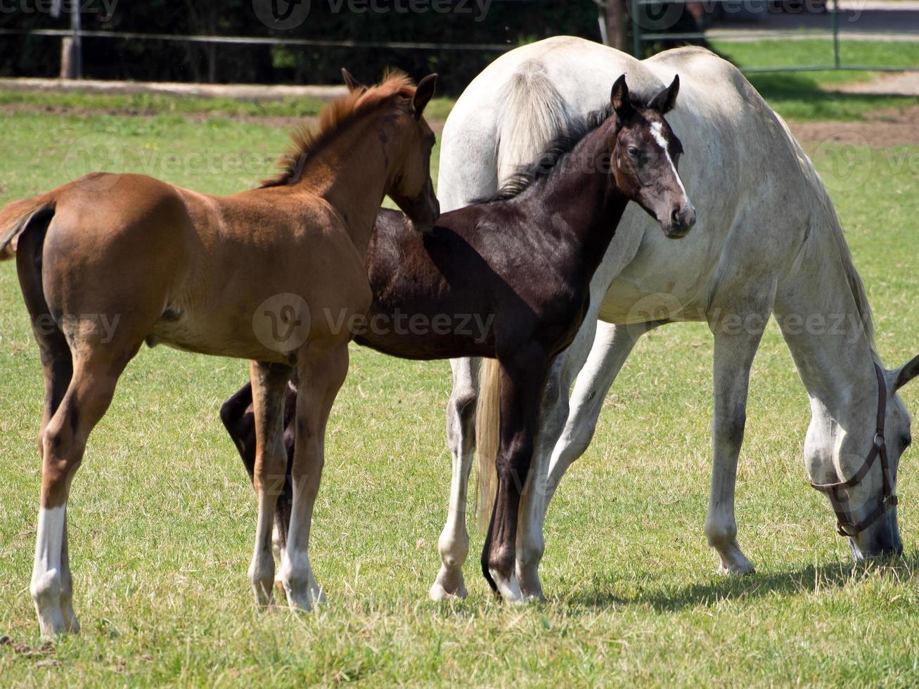 caballos en el muensterland alemán foto