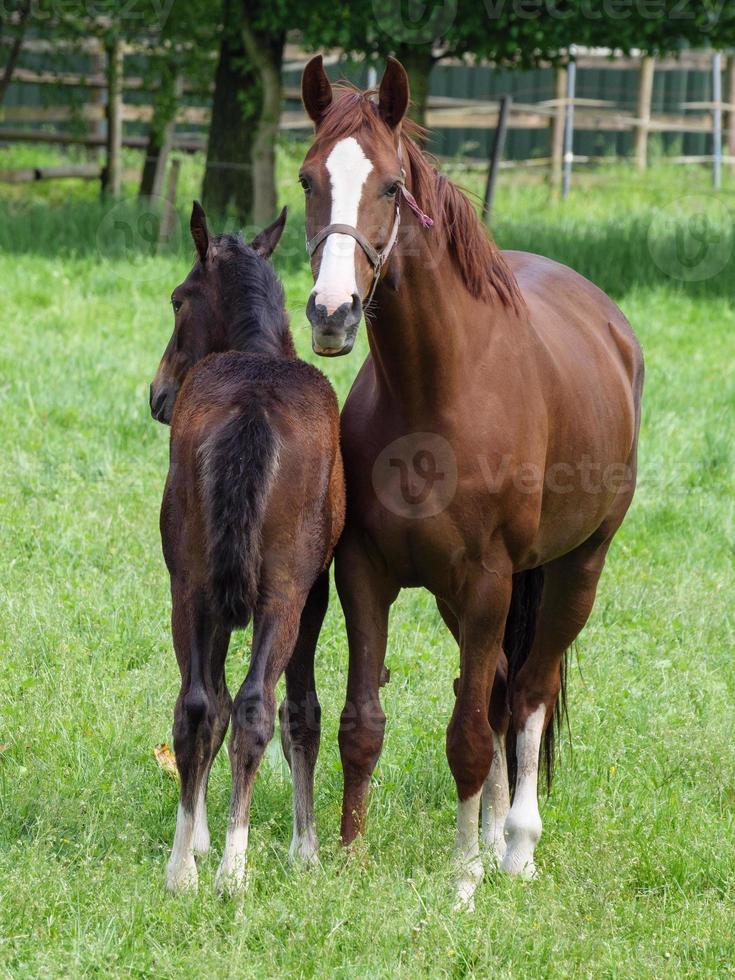 horses  at spring time in germany photo