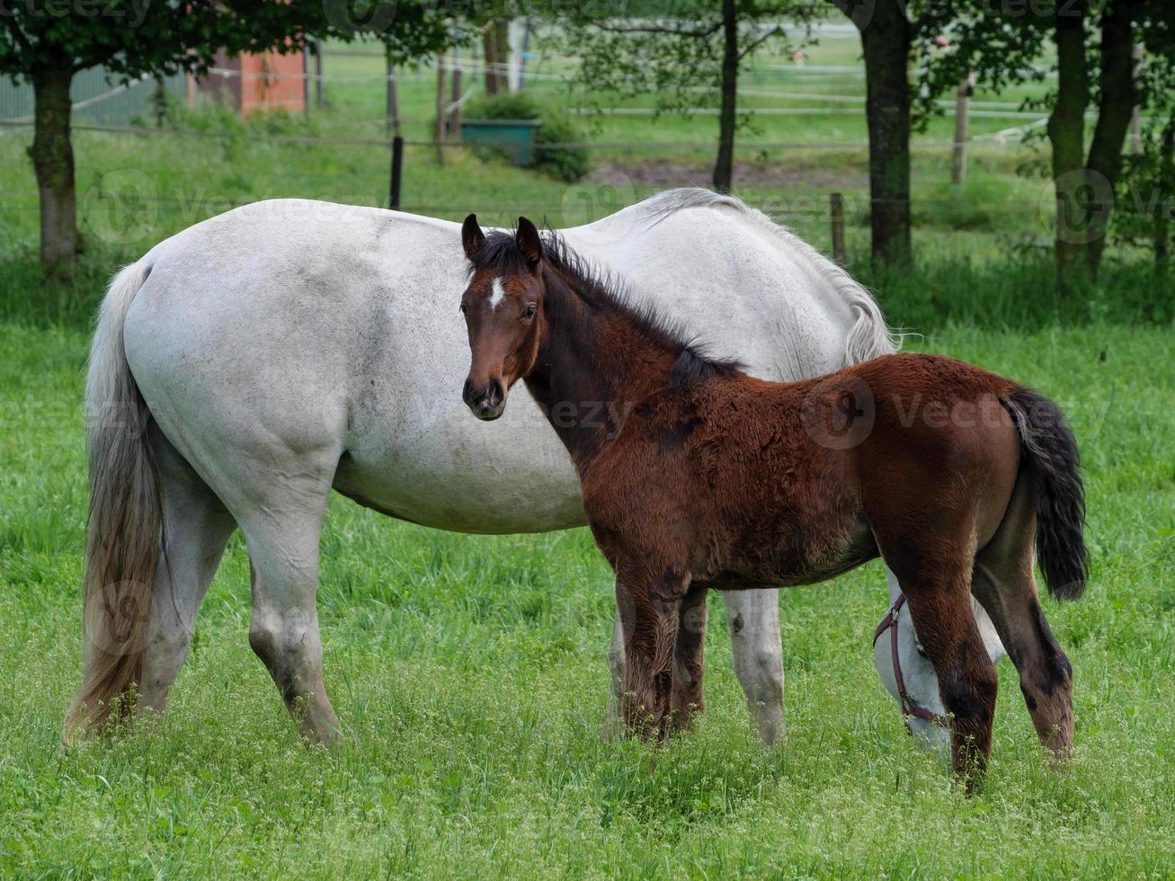 horses  at spring time in germany photo