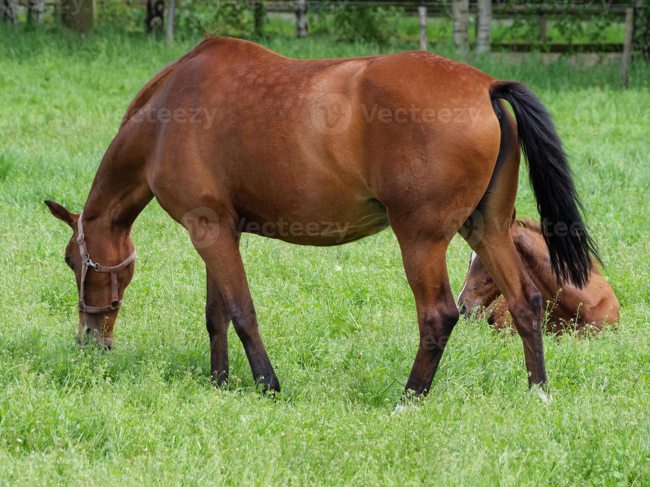 horses  at spring time in germany photo