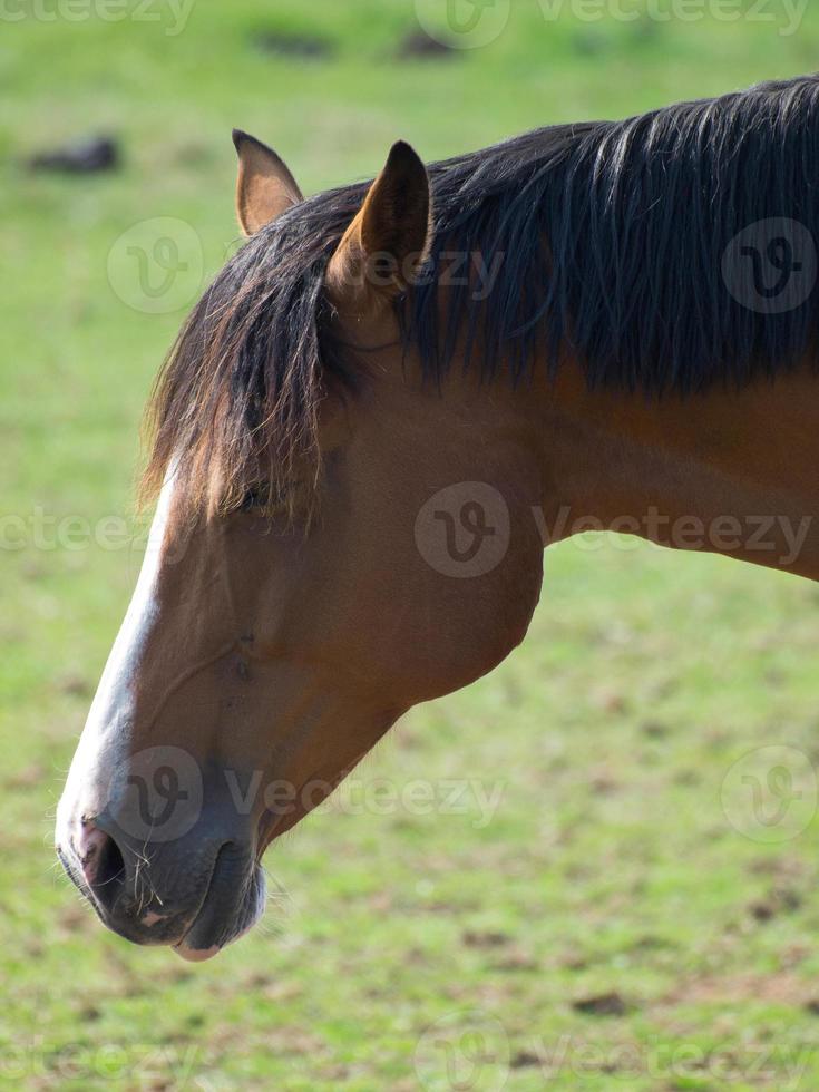 caballos en un campo en Alemania foto